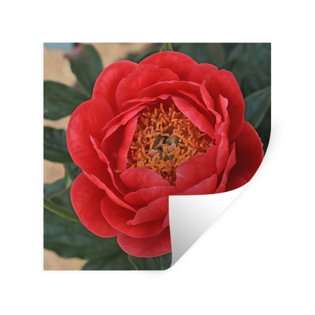 MuchoWow Wandtattoo Wandsticker Wandaufkleber Eine rote Pfingstrose und eine Knospe 30x30 cm Selbstklebend und Repositionierbar - Repositionierba...