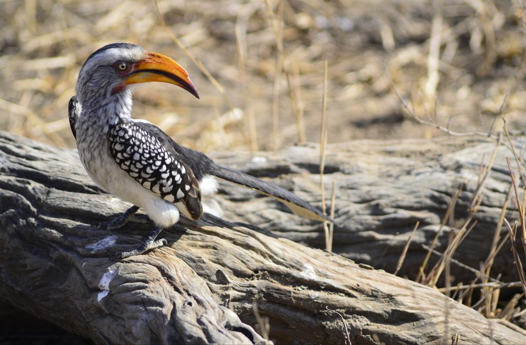 hansepuzzle 84377 - Geschnabeltoko Puzzle, 500 Teile, Natur, 46,0 x 30,0cm mit hochwertiger Aufbewahrung, Kartonbox und wiederverschließbarem Beutel