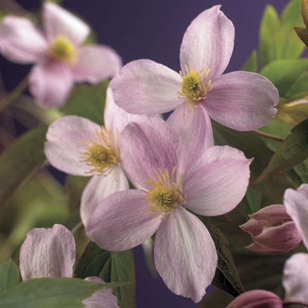 Clematis montana ‚Mayleen‘ Berg-Waldrebe – starkwüchsige Kletterpflanze, rosa Blüten, 30–50 cm