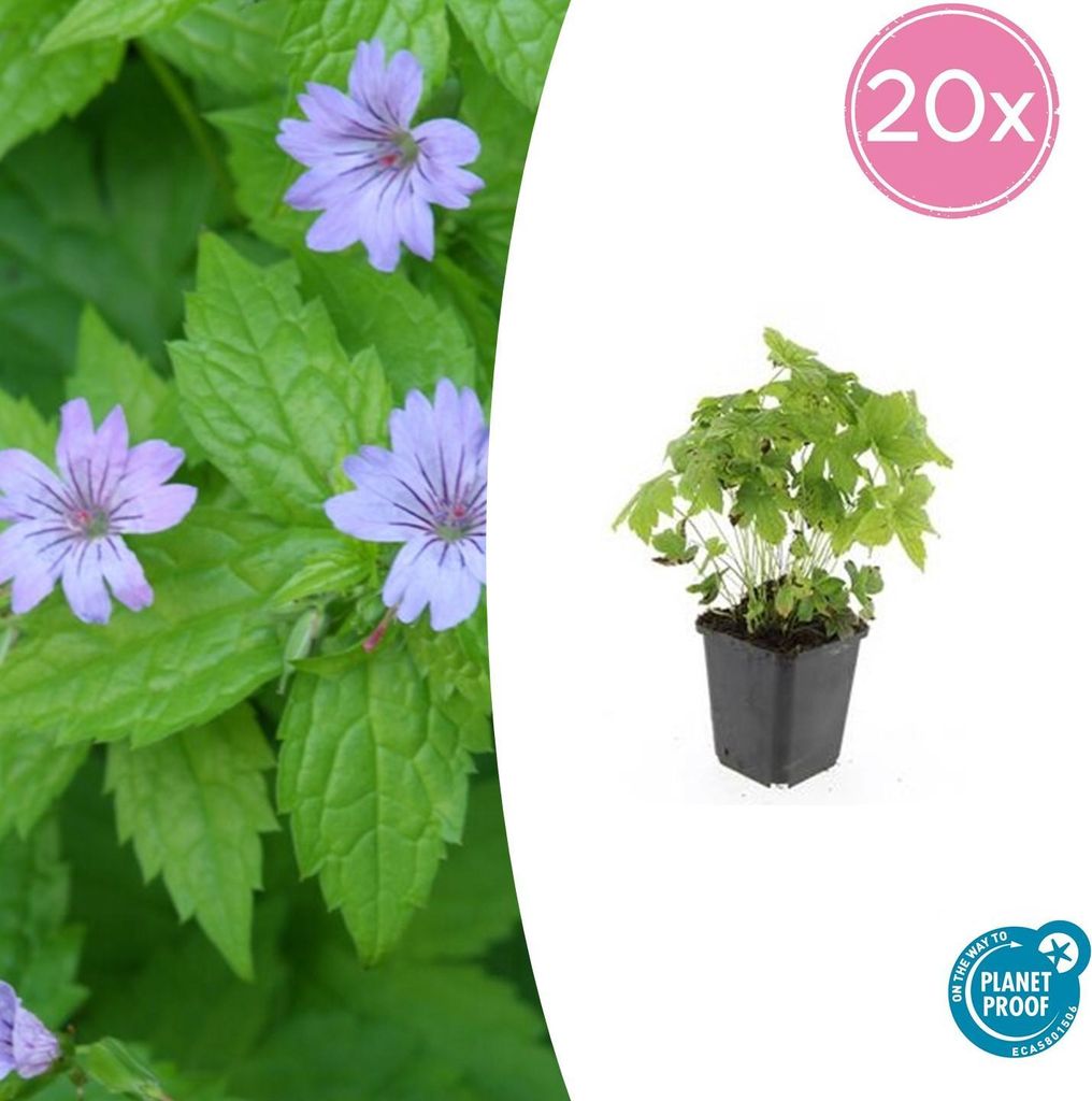 Couvre-sol - Geranium nodosum - Pot de 9cm - Set de 20 Image du produit 