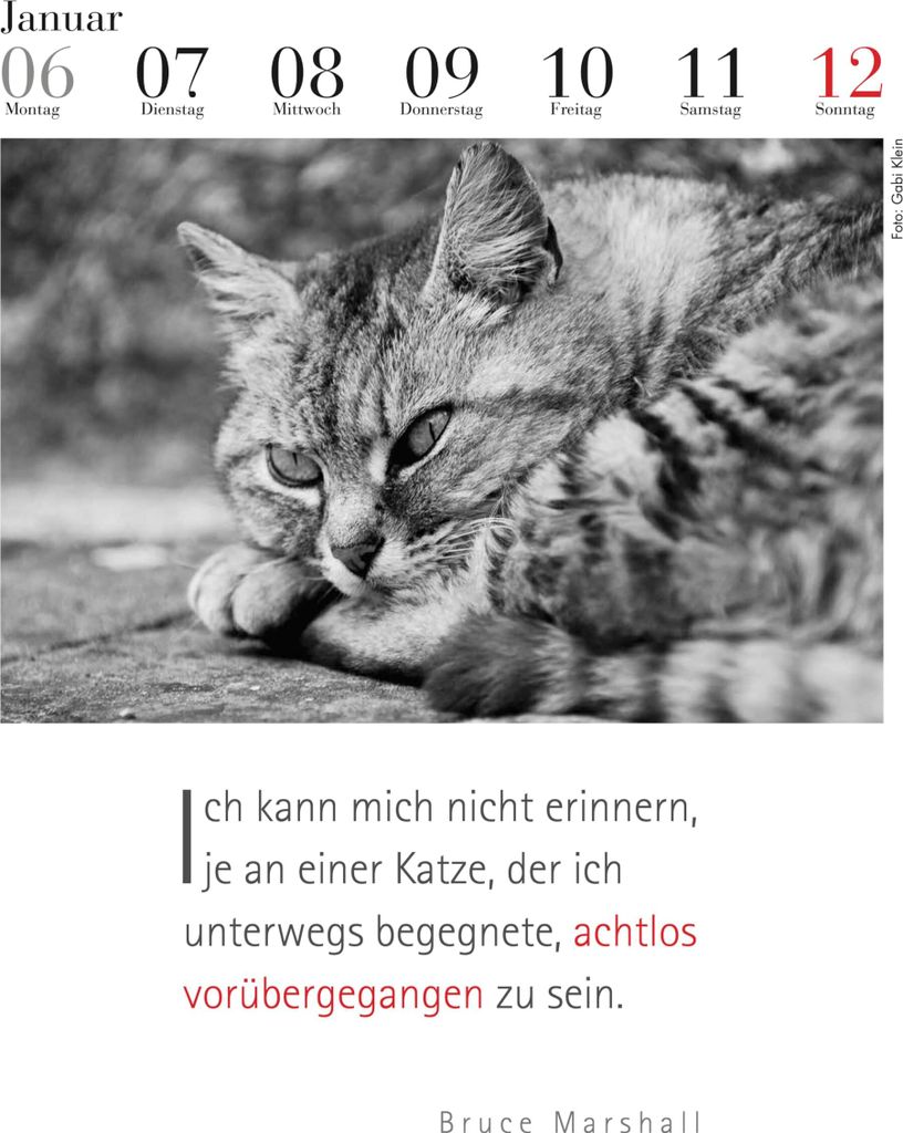 Der literarische Katzenkalender 2025 Produktbild 6