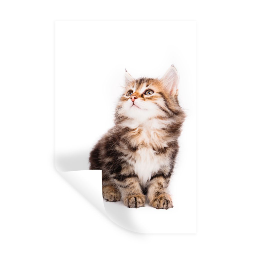 MuchoWow Wandtattoo Wandsticker Wandaufkleber Kätzchen schaut vor weißem Hintergrund auf 20x30 cm Selbstklebend und Repositionierbar - Sticker ...