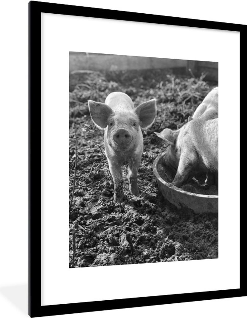 MuchoWow MuchoWow Gerahmtes Poster Glückliches Schwein im Schlamm - schwarz und weiß 60x80 cm - Poster mit zchwarzem Bilderrahmen - Wohnzimme...