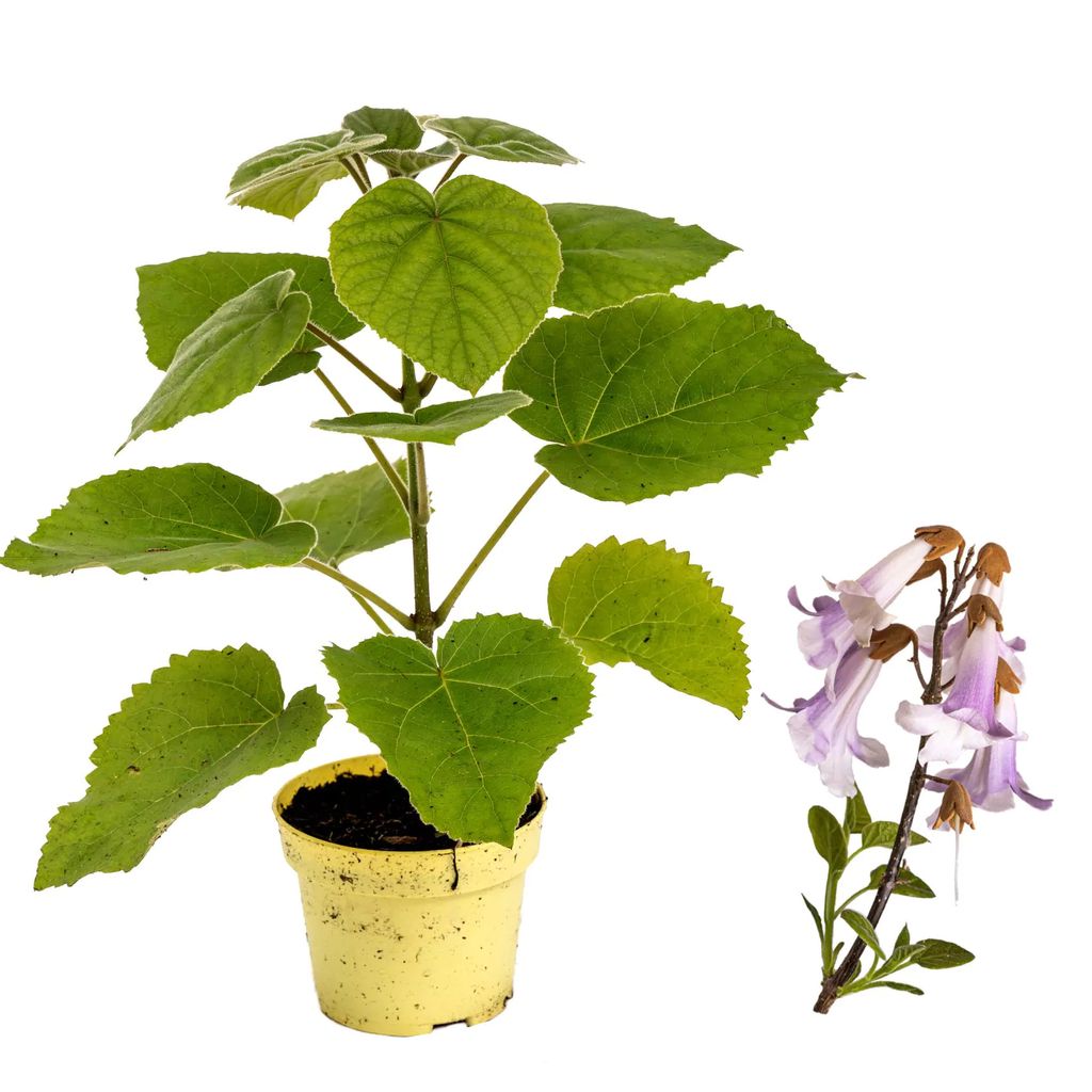 2 x Paulownia "Nordmax 21" Blauglockenbaum im 15 cm Topf Produktbild 
