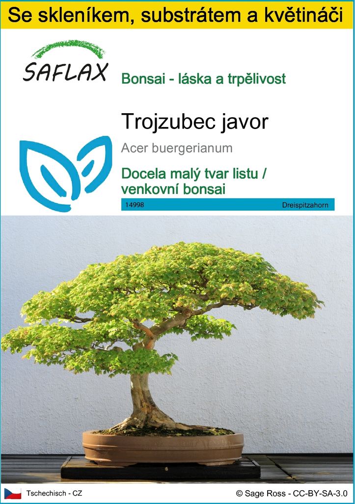 SAFLAX Kultivační sada - Trojzubec javor - Acer Obrázek produktu 
