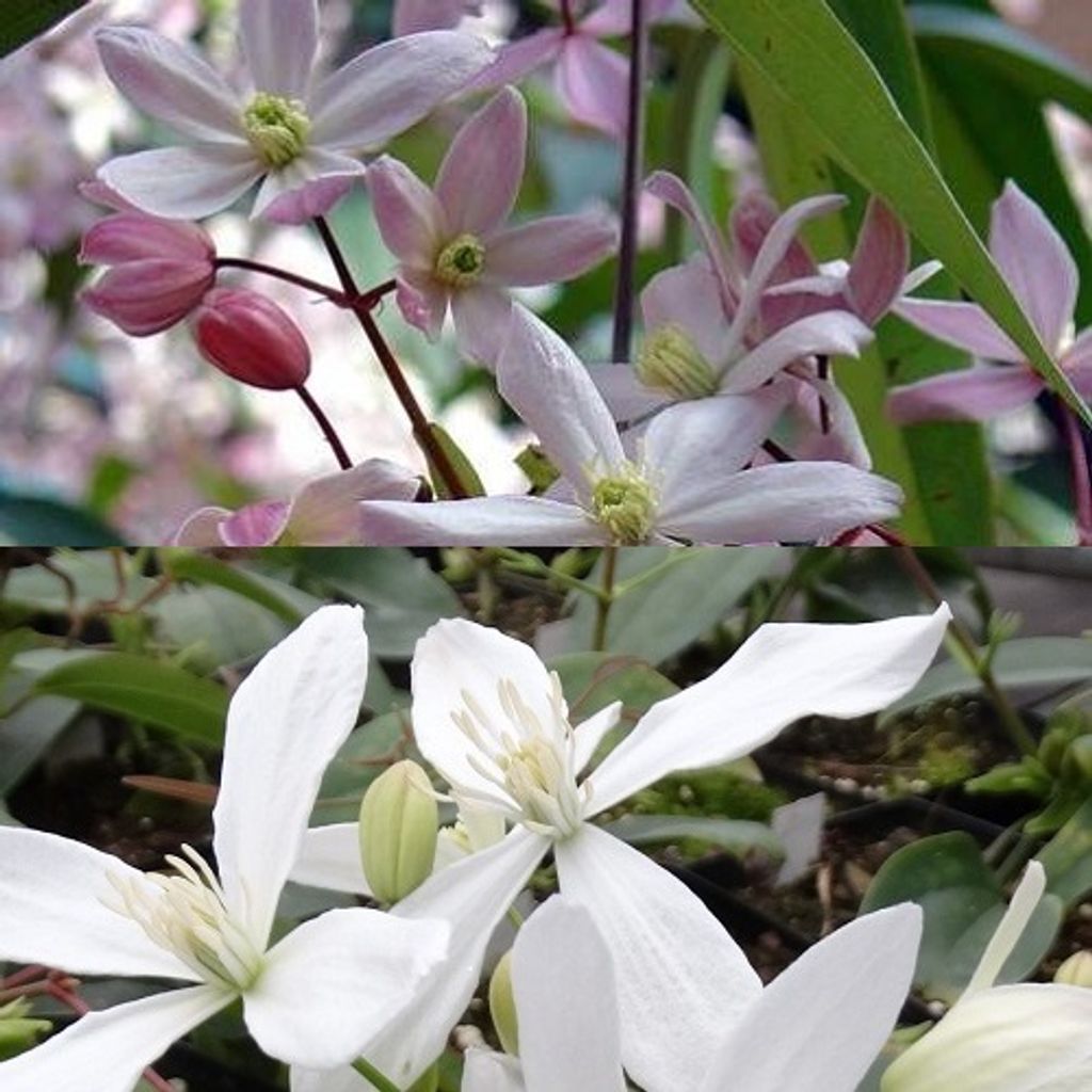 2 x immergrüne Clematis Kletterpflanzen: Clematis Apple Produktbild 