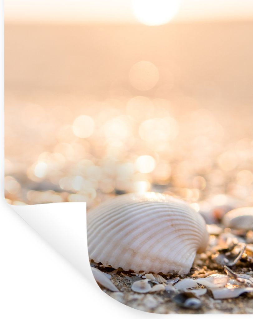 MuchoWow Wandtattoo Wandsticker Wandaufkleber Muscheln - Weiß - Strand - Sommer 90x120 cm Selbstklebend und Repositionierbar - Faltenfrei