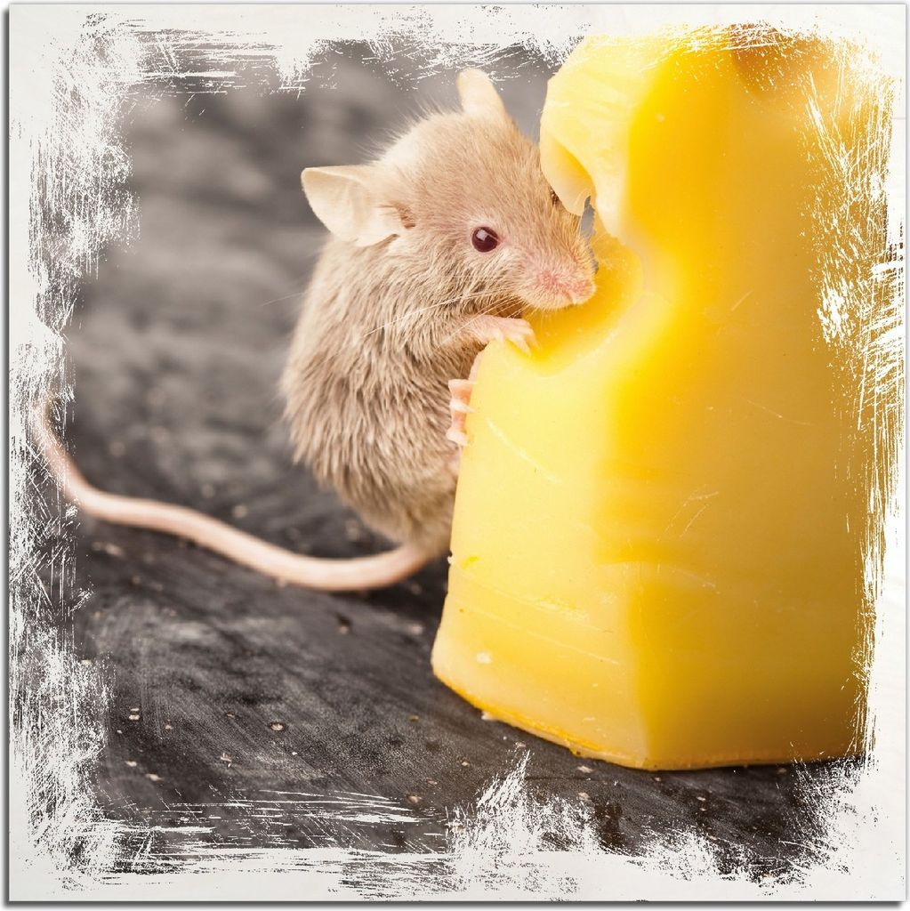 Kunstdrucke Wandbilder Holz in : Brillante Farben, Größe 50 x 50 cm Motiv Süße Maus knabbert an einem Käse in der Küche