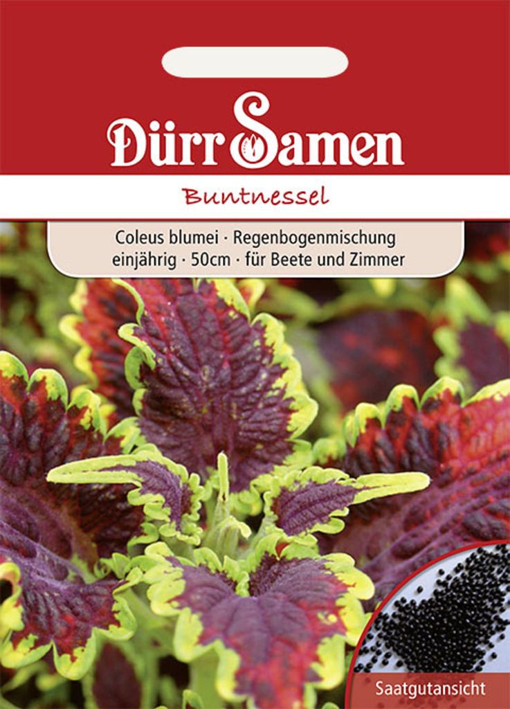 Buntnessel | Buntnesselsamen von Dürr Samen Produktbild 