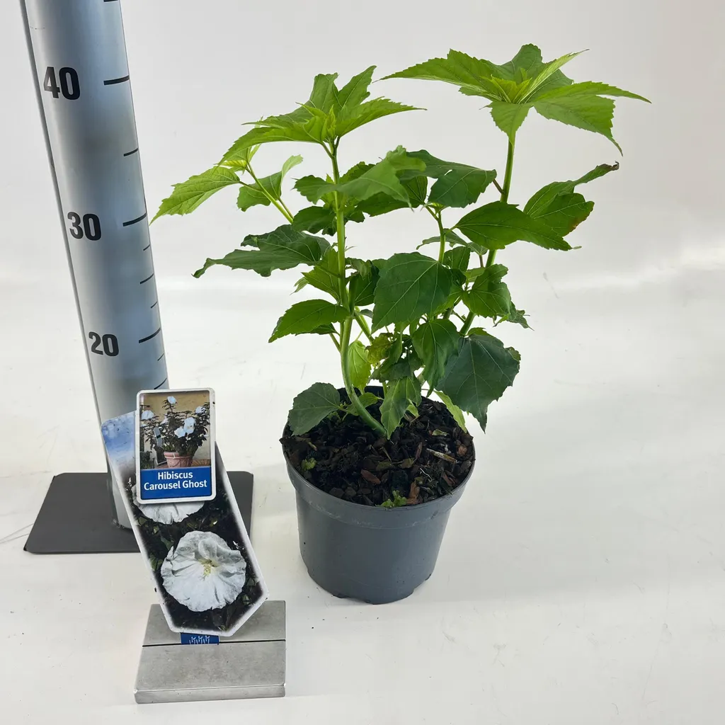 Hibiscus de jardin Carousel Ghost - Plante vivace en pot 30-40 cm