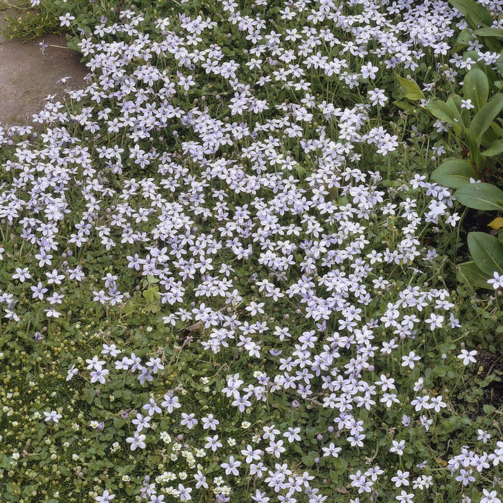 Isotoma fluviatilis – Blauer Sternteppich – 24 Pflanzen – Ø9cm – 10–25cm – Bodendecker mit blauen Blüten – Für Sonne & Halbscha...