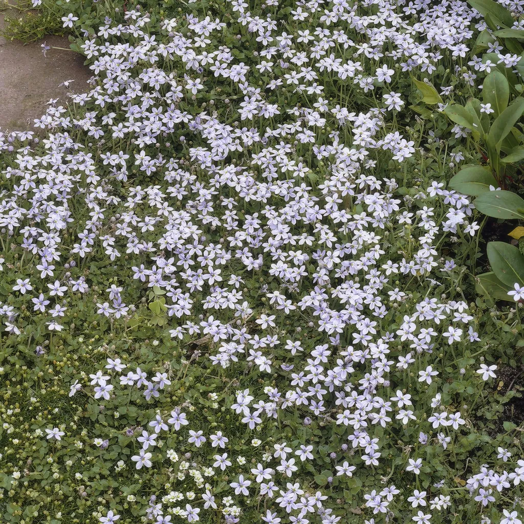 Isotoma fluviatilis - Tappeto di stelle blu - 24 piante - Ø9cm - ↕10-25cm - Tappeto erboso con fiori blu - Per il sole e l'ombra parziale - Ideale per le pietre di fondo e i bordi dei laghetti