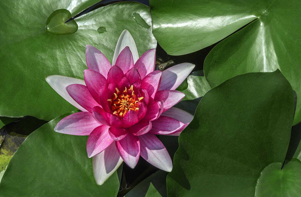 hansepuzzle 16405 - See-Rose Puzzle, 500 Teile, Natur, 46,0 x 30,0cm mit hochwertiger Aufbewahrung, Kartonbox und wiederverschließbarem Beutel