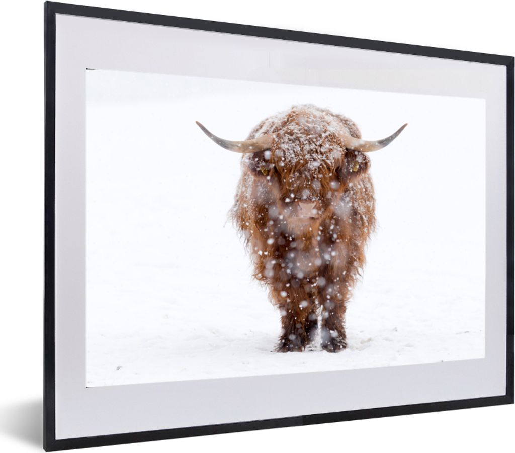MuchoWow MuchoWow Gerahmtes Poster Schottisches Hochlandrind - Kuh - Schnee 60x40 cm - Poster mit zchwarzem Bilderrahmen - Schlafzimmer - Plaka...