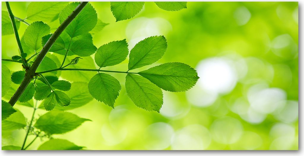 Tulup Glas-Bild -140x70- Wandkunst Dekorative Wand für Küche & Wohnzimmer - Blumen & Pflanzen - Grüne Blätter - Grün