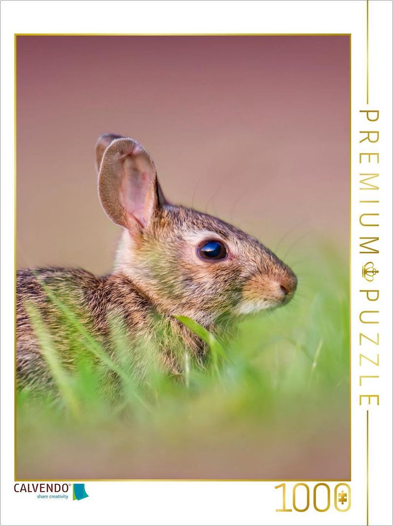 CALVENDO Puzzle Niedliche Hasen | 1000 Teile Lege-Größe 64x48cm Foto-Puzzle für glückliche Stunden