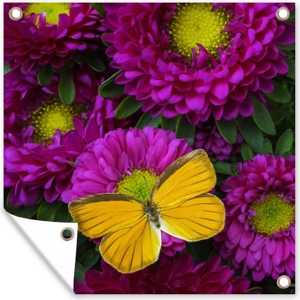 MuchoWow 50x50 cm Outdoor-Poster Gartendeko Sichtschutz Garten Poster für den Garten Ein orangefarbener Schmetterling auf Asterblüten