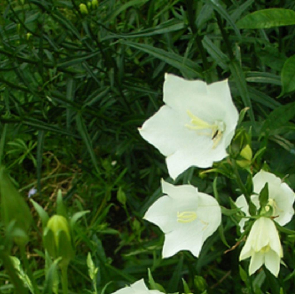 6 x Pyramiden Glockenblume  - Campanula pyramidalis 'Alba'  Produktbild 