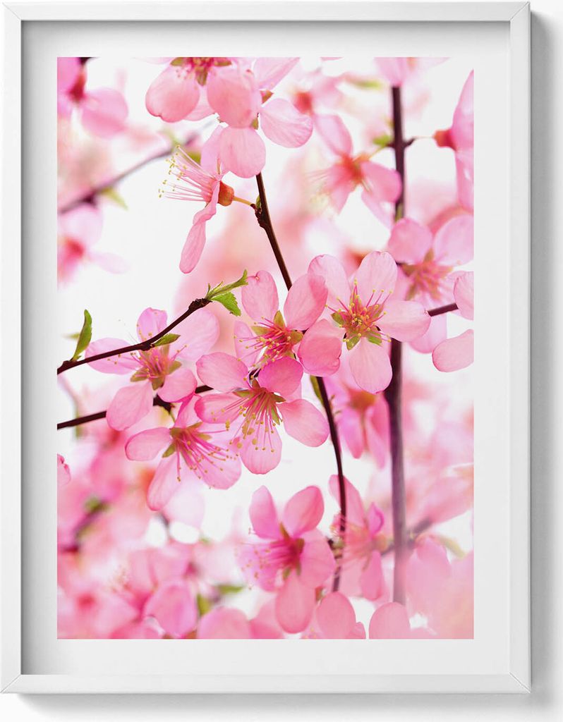 Rosa Frühlingsblumen auf Zweigen– Wandbild mit Rahmen – Gerahmtes Bild – Wanddekoration – 60x80 cm – Weiß Rahmen