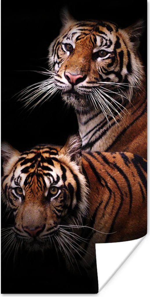 MuchoWow Poster Tiger - Schwarz - Duo 20x40 cm - Plakat - Foto