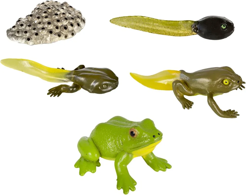 Cycle de vie d'une grenouille : set de figurines de sciences Safari - 4