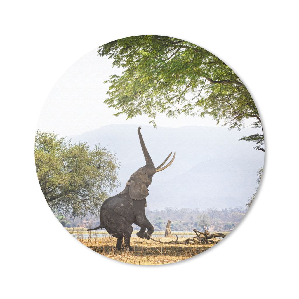 MuchoWow Mauspad Mousepad Elefanten in Simbabwe erreichen 40x40 cm - Mousepads - Maus Mat - Pad - Mausunterlage - Schreibtisch Accessoires