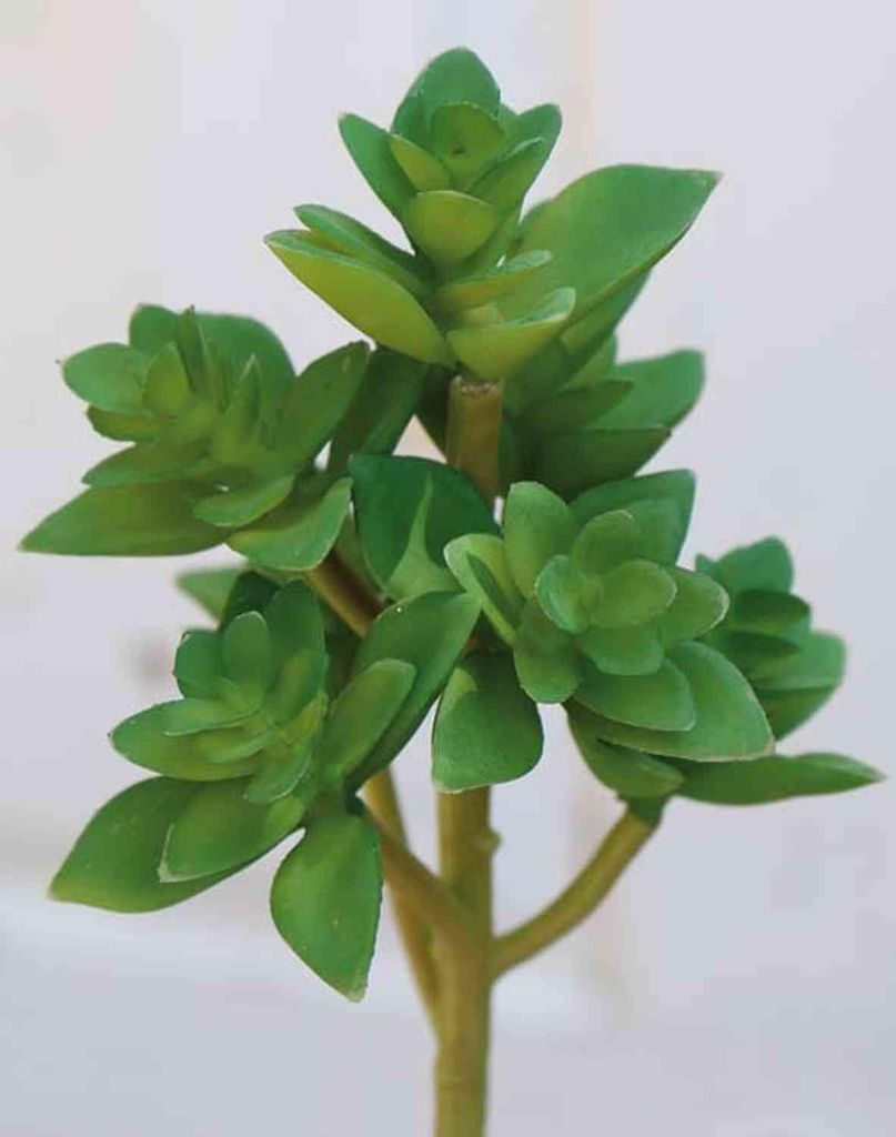 artplants.de Kunst Echeveria gibbiflora Troy, Steckstab, grün, 17cm, Ø9cm - Echeveria künstlich