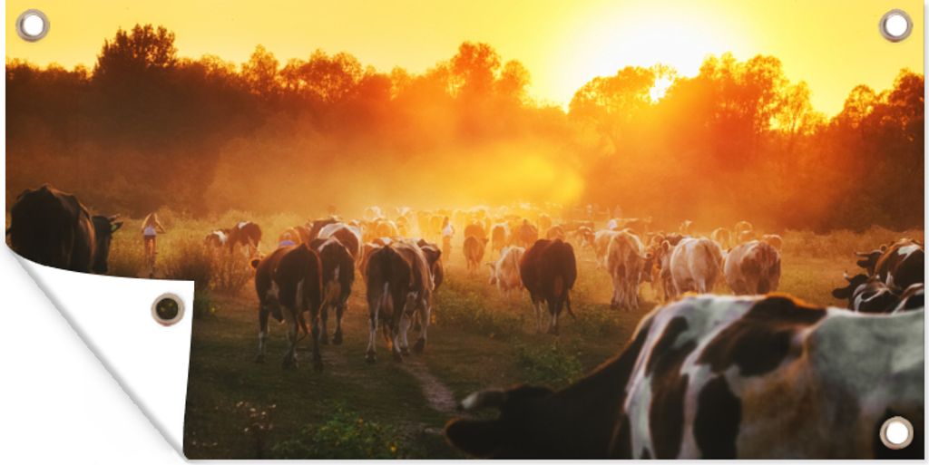 MuchoWow 160x80 cm Outdoor-Poster Gartendeko Sichtschutz Garten Poster für den Garten Kühe - Sonnenuntergang - Wiese - Tiere