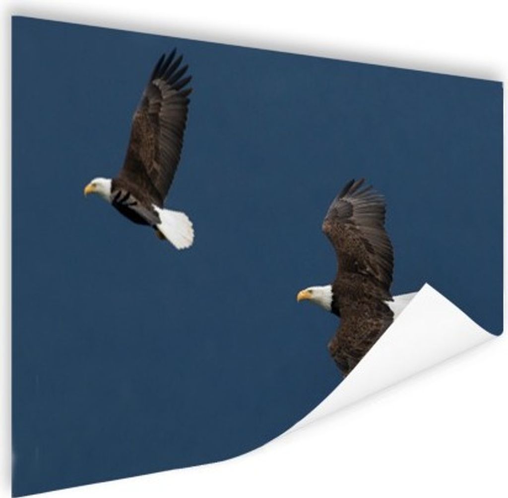 MuchoWow Poster Weißkopfseeadler - Adler - Paar - Vögel - Fliegen 180x120 cm - Fotoplakat
