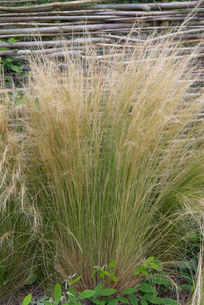 Stipa tenuissima 'Ponytails', Zartes Federgras, ca. 9x9 cm Produktbild 