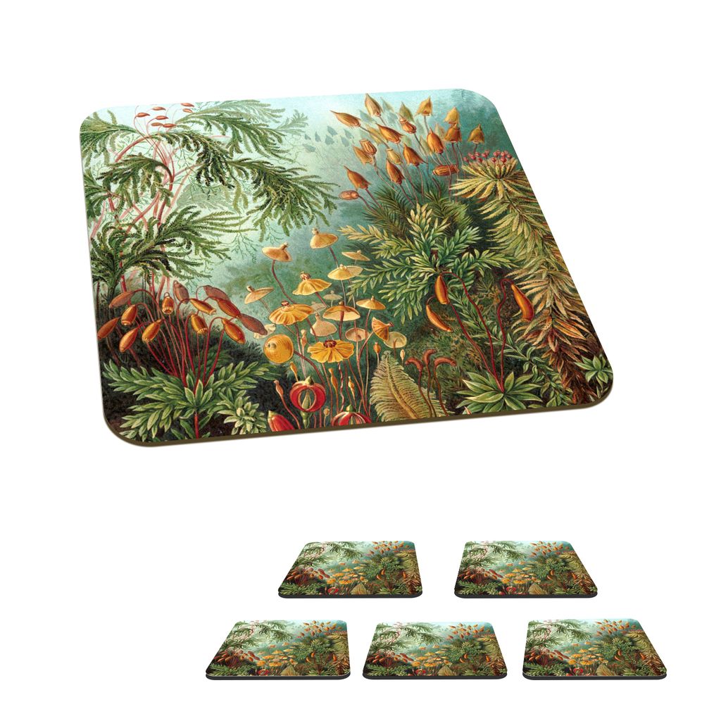 KitchenYeah Glasuntersetzer Quadratisch 6er Set Muscinae - Ernst Haeckel - Pflanzen 10x10 cm Untersetzer für Gläser - Getränkeuntersetzer - Ti...