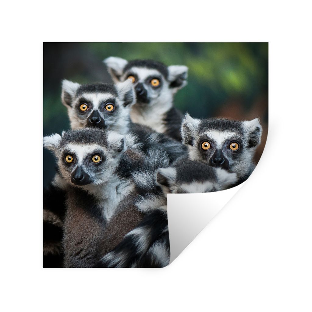 MuchoWow Wandtattoo Wandsticker Wandaufkleber Affen - Tiere - Ringelschwanzlemuren 100x100 cm Selbstklebend und Repositionierbar - Wierderverwend...
