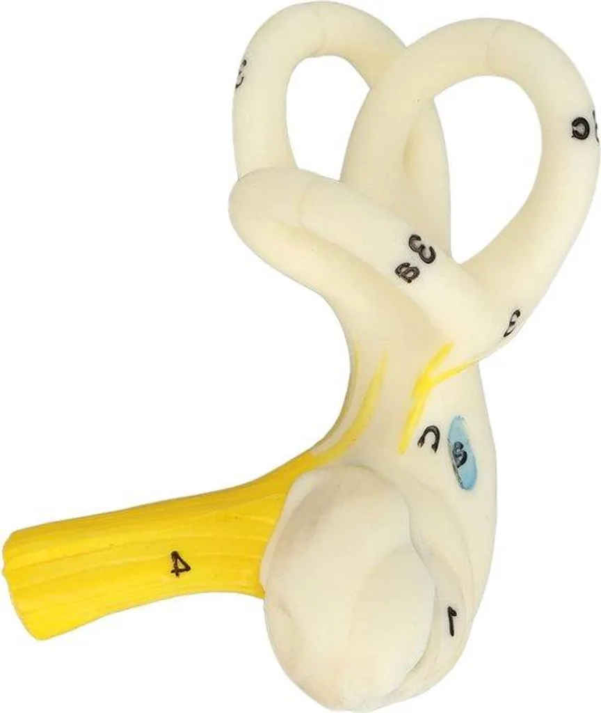 Modèle 3D de labyrinthe d'oreille interne agrandi 5X pour anatomie