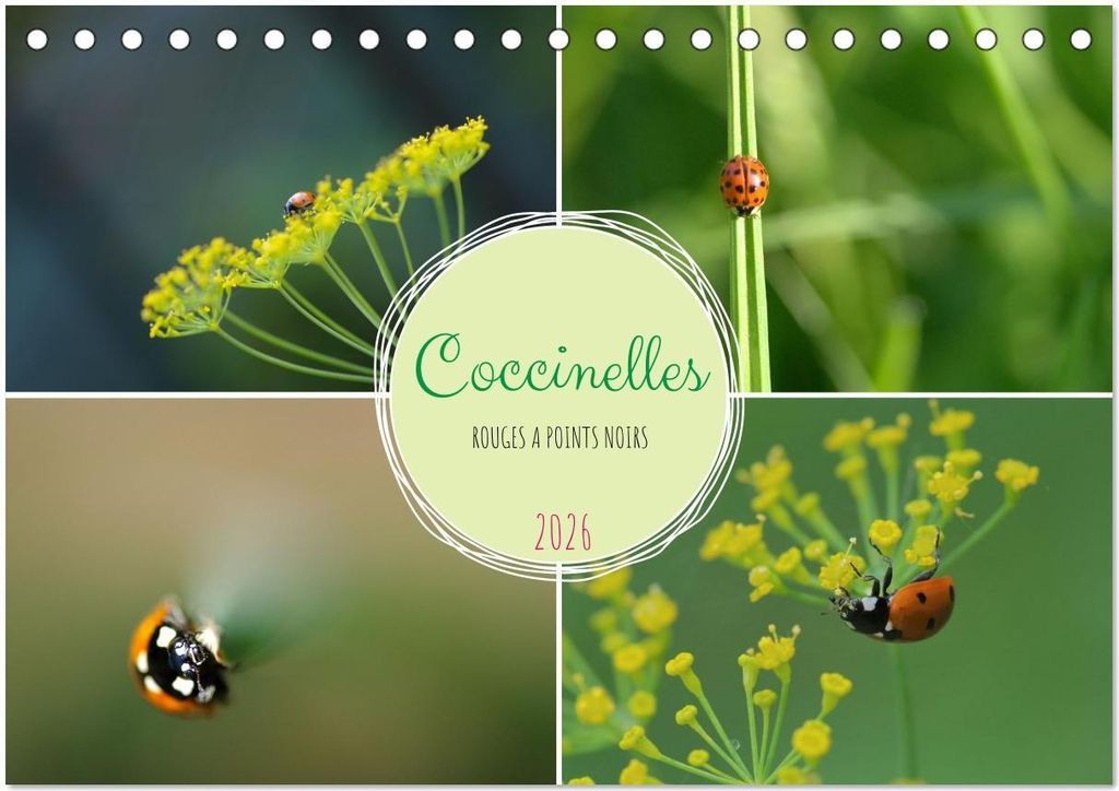 Coccinelles rouges à points noirs (Calendrier de bureau 2026 DIN A5 vertical), CALVENDO calendrier mensuel