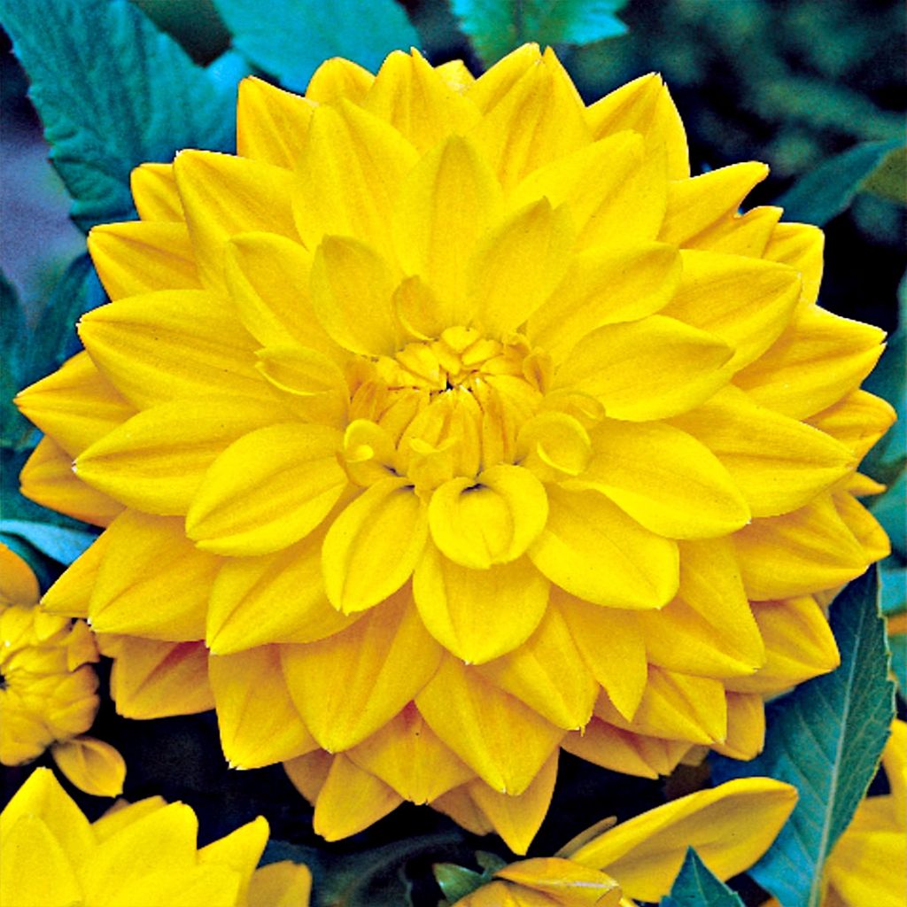Dekoratívna Dahlia Yellow 1 kus Sadenice Dahlia veľké hľuzy Obrázok produktu 