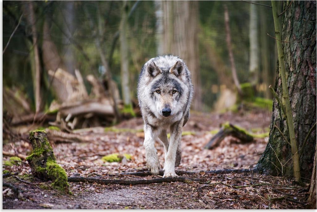 ARTland Wandbild Alu für Innen & Outdoor Der Wolf auf wilden Pfaden der Natur Größe: 60x40 cm