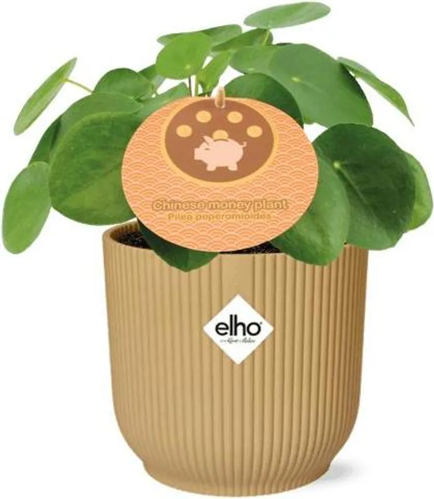 Plante Verte Pilea Peperomioides en Pot - Arbre à Argent d'Intérieur
