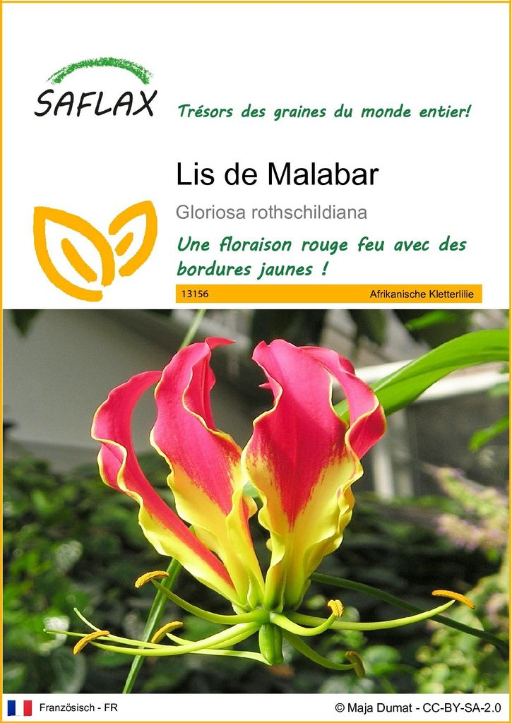 SAFLAX  - Lis de Malabar - 15 graines - Gloriosa Image du produit 