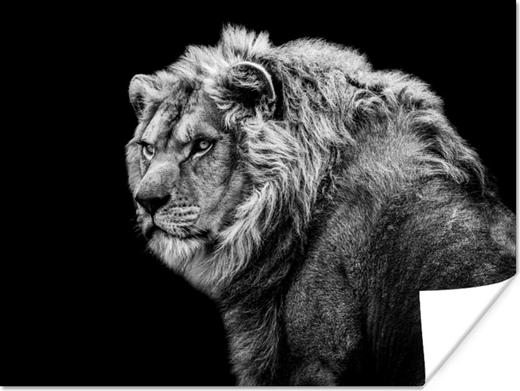 MuchoWow Poster Löwe - Porträt - Wildtiere - Schwarz - Weiß 160x120 cm - Foto Plakat