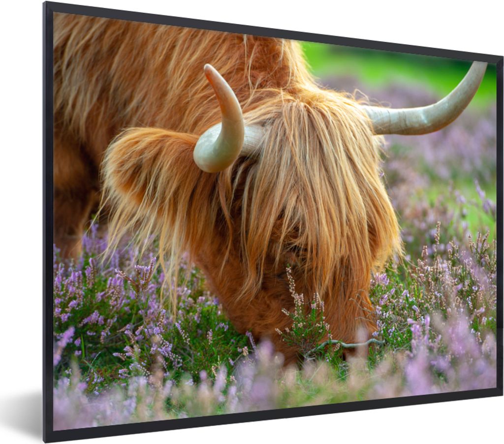 MuchoWow Gerahmtes Poster Schottischer Hochländer - Hörner - Heidekraut 40x30 cm - Poster mit Schwarzem Bilderrahmen Wandposter Rahmen Foto Bil...