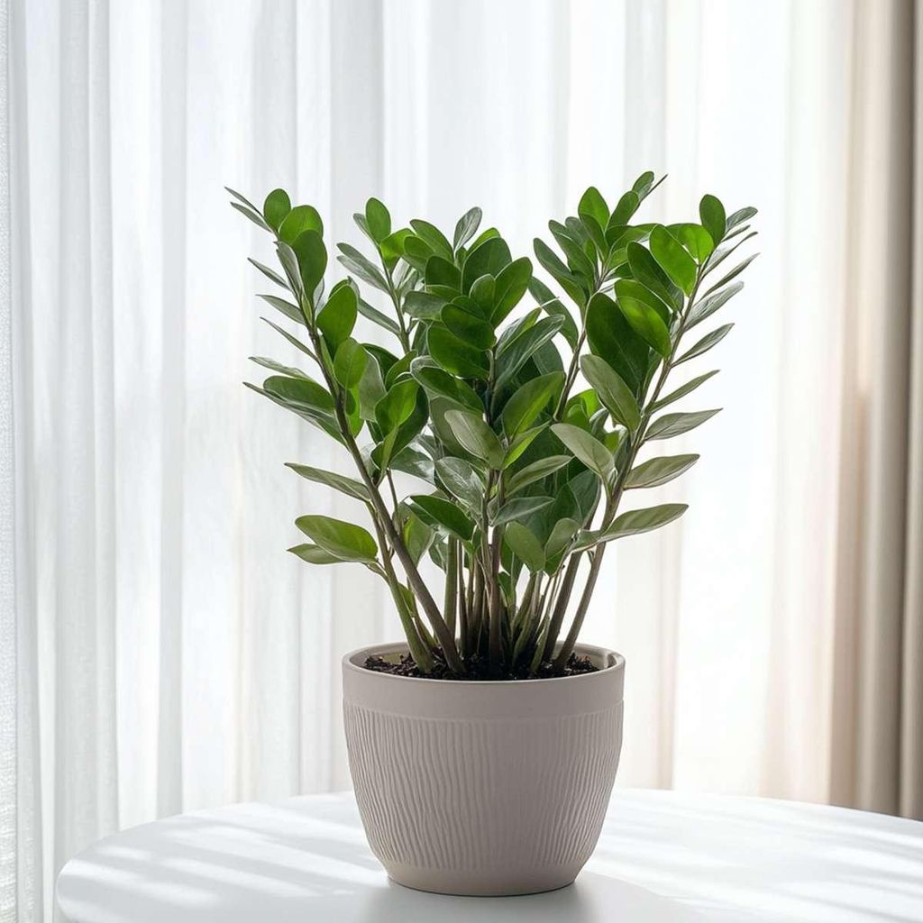 Glcksfeder - Zamioculcas Zamiifolia - Hhe 55-65cm - 17cm