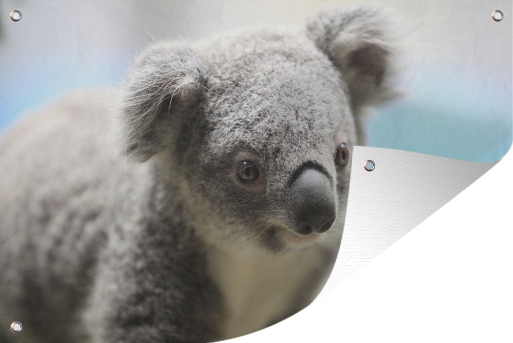 MuchoWow 90x60 cm Outdoor-Poster Gartendeko Sichtschutz Garten Poster für den Garten Koala - Porträt - Tier - Kinder - Jungen - Mädchen