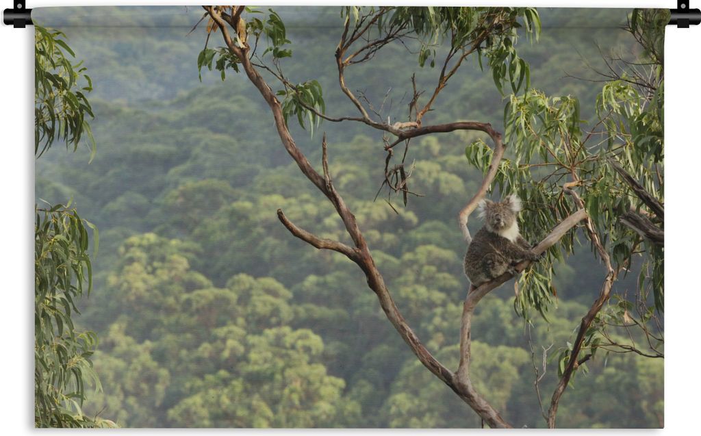 MuchoWow Wandteppich Wandbehang Koala auf einem Baum im Wald in Australien 60x40 cm Tapisserie Dekoration Wandtuch - Wanddekorationen