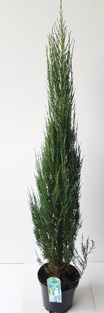 2 blaue Raketenwacholder (Höhe inkl. Topf : 90-100 cm), Juniperus scopulorum "Blue Arrow"