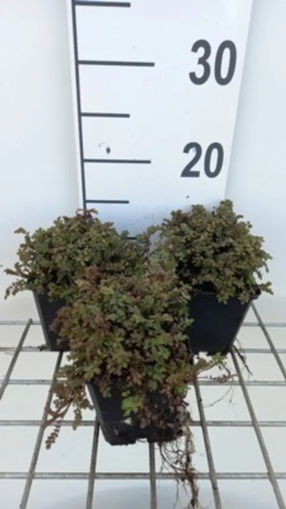 Lot de 6 Acaena microphylla Matelas dense - Noix de barbarie en pot 9x9cm