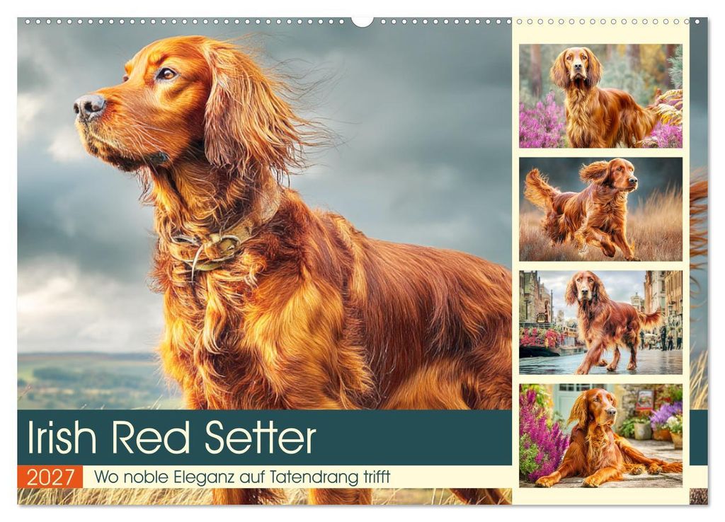 Irish Red Setter. Wo noble Eleganz auf Tatendrang trifft (Wandkalender 2027 DIN A2 quer), CALVENDO Monatskalender