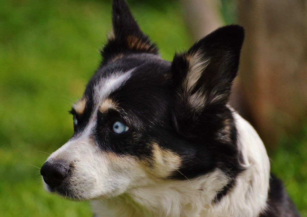 hansepuzzle 13572 - Huskie Puzzle, 260 Teile, Tierwelt, 41,0 x 28,0cm mit hochwertiger Aufbewahrung, Kartonbox und wiederverschließbarem Beutel