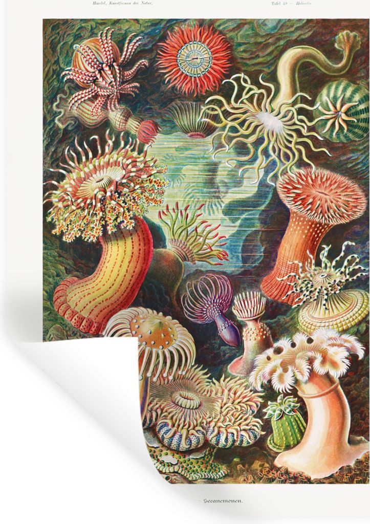 MuchoWow Wandtattoo Wandsticker Wandaufkleber Ernst Haeckel - Anemone - Retro - Natur - Pflanzen - Meer 90x120 cm Selbstklebend und Repositionier...