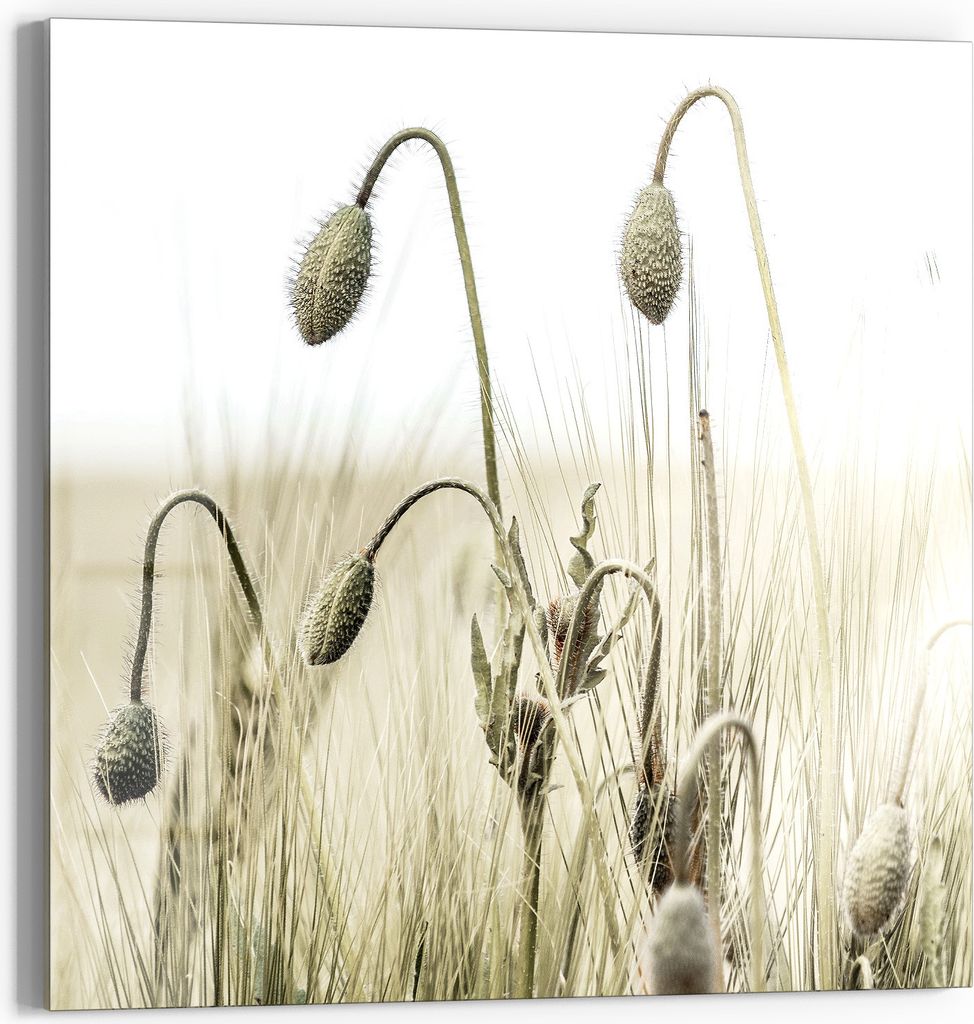 DEQORI Glasbild Echtglas 30x30 cm 'Flüsternde Halme' Wandbild Bild modern Deko
