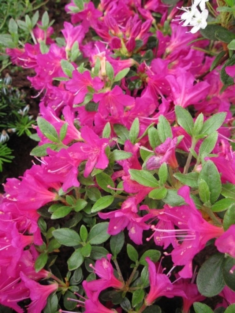 Rhododendron obtusum 'Geisha Lila' - Japanische Azalee 'Geisha Lila' 30-40